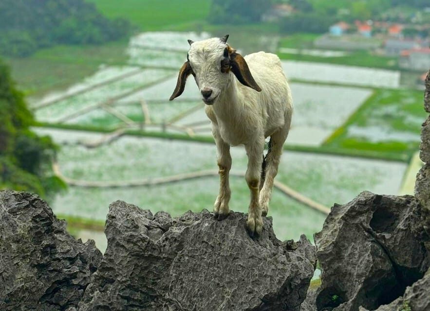 Private Luxury 1 Day Trip: Hoa Lu, Tam Coc, Mua Cave, Biking - Mua Cave and Hang Mua: the viewpoint payoff