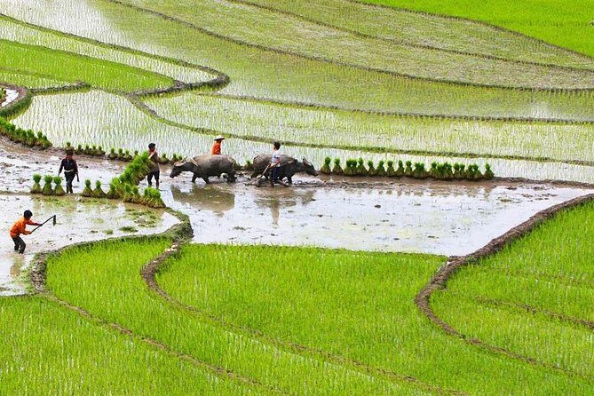 Red Dao village trek and Herbal bath - Where Ta Phin Fits Into Sapa: Red Dao and Hmong Life