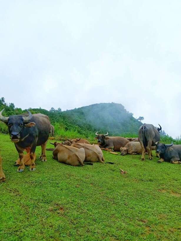 SAPA: 2 DAYS Walking & 1 night at Homestay with LOCAL GUIDE - Key Things I’d Write on Your Map Before You Go