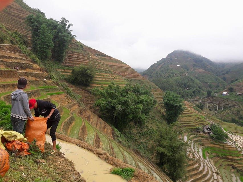 Sapa beautiful rice field, village - Easy walking kid,senior - Giang Cha to Ta Phin: plateau views and the bamboo stretch