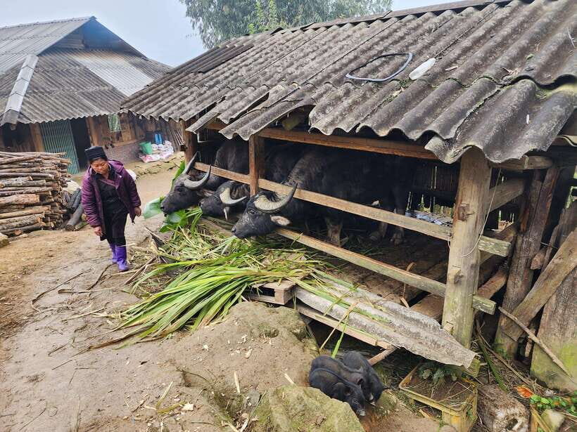 Sapa: Discover the Secrets of the Red Dao: A Healing Journey - Ta Phin and the Red Dao herbal bath tradition