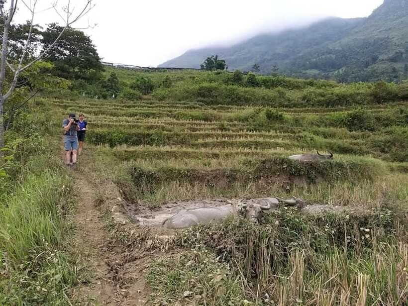 Sapa: Private trek to Muong Hoa Valley - Who this private Muong Hoa trek suits best