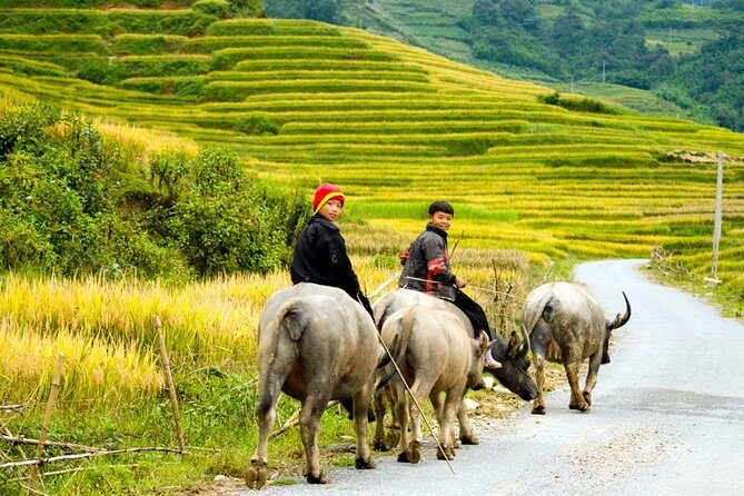 Sapa Villages trekking and homestay 2 Days/ 1 night package tour: best selling - Day 1 from the hotel to Ta Van: terraces, Hmong homes, and dinner with a Giay family