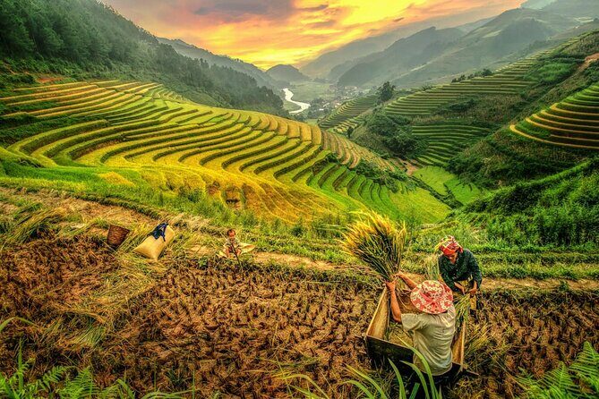 Trek Adventure in Ta Van Village, Lao Chai - When to trek: rice season is the photo cheat code