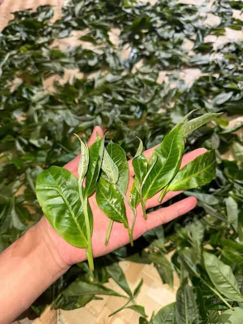 Vietnam Tea Tasting - Giang Egg Coffee & Train Street Visit - Price and value: is $36 a smart use of 3 hours?